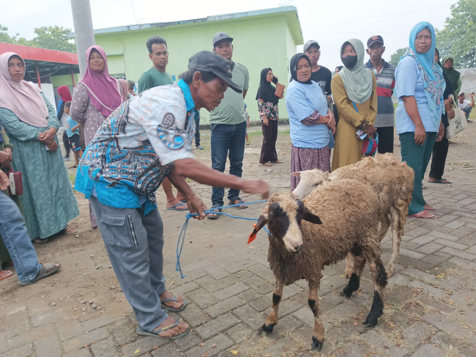 Penyerahan Bantuan Domba Kesejahteraan