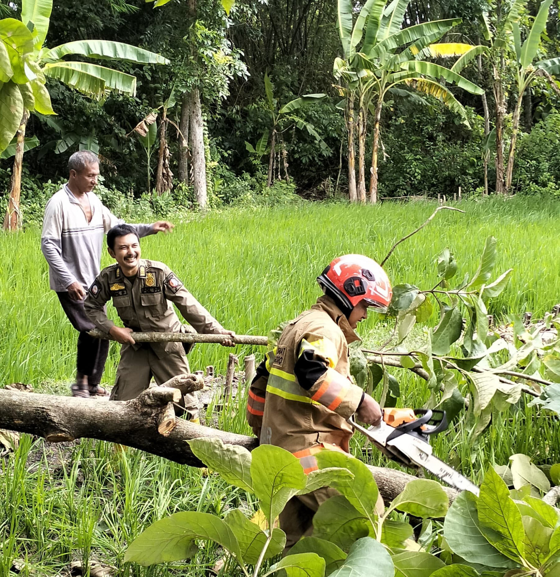 Evakuasi Pohon Tumbang oleh Anggota Satpol PP Kec. Ngasem bersama Anggota DAMKARMAT